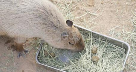 通心粉鼠飼養(yǎng)全指南 從入門(mén)到精通