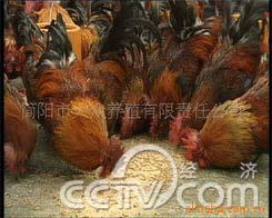 簡(jiǎn)陽(yáng)市大眾養(yǎng)殖有限責(zé)任公司 動(dòng)物種苗產(chǎn)品矩陣與科學(xué)飼養(yǎng)體系