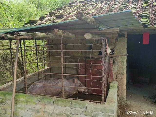 圈養(yǎng)四年 野山豬的飼養(yǎng)與管理深度解析