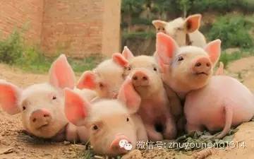 能養(yǎng)殖出安全的動(dòng)物產(chǎn)品嗎？——現(xiàn)代動(dòng)物飼養(yǎng)的挑戰(zhàn)與實(shí)踐