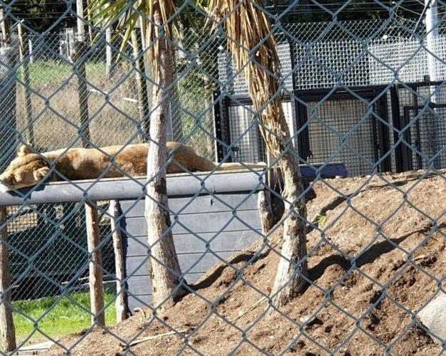 因白虎咬死飼養(yǎng)員,新西蘭一動(dòng)物園陷入困境,處決2頭獅子后,又威脅要再